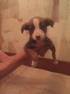 Отдаем щенков в хорошие руки