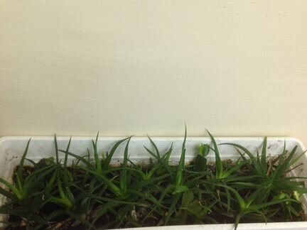 Эхеверии, хавортии