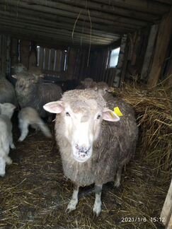 Баран, овца, барашки - фотография № 1