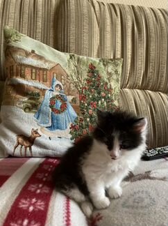 Норвежская лесная