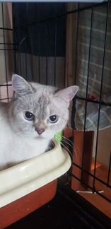 Кошка шотландская серебристая шиншила Мэрлин 1,5го
