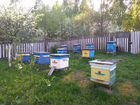 Улей с пчелами