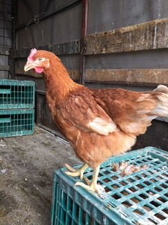 Куры несушки опт/розница