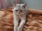 Шотланский кот вязка объявление продам