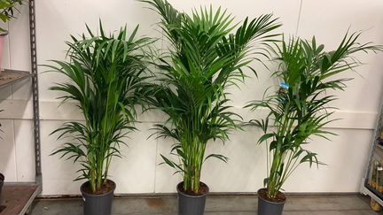 Пальма Ховея / скмая неприхотливая / Н 160/180/200