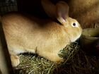 Кролики породистые и обычные