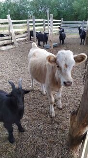 Коровы, телки, телёнок и козы - фотография № 3
