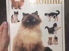 Книга Все о кошке