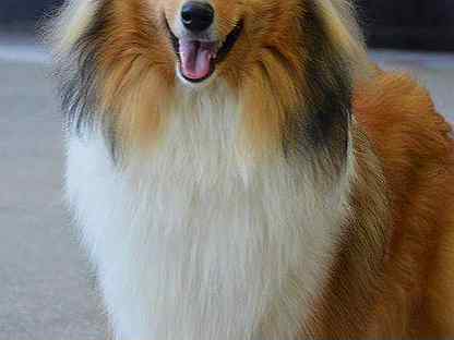 Колли длинношёрстный. Колли волгограда. Колли волгограда. Колли волгограда. Колли собака длинношерстные.