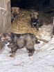 Тибетский мастиф+ лайка щенки объявление продам