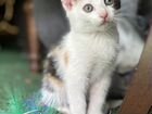 Котенок девочка трехцветная объявление продам