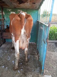 Коровы дойные молочные - фотография № 5