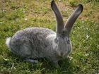 Кролики породы Фландр объявление продам