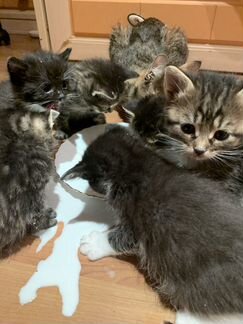 Котята