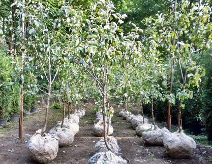 Яблони (в ассортименте)
