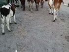Коровы, телята объявление продам