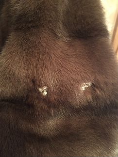 Норковая Шуба