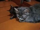 Котята от персидской кошки мышеловки в добрые руки