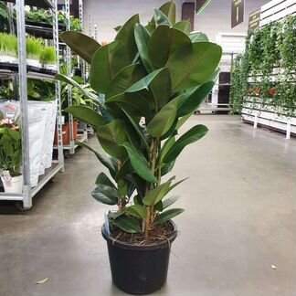 Фикус Эластика