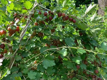 Крыжовник Малахит саженцы, кусты, земляника усы