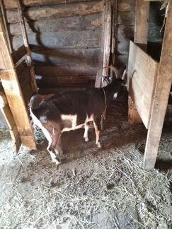 Две дойные козы. Цена пары - фотография № 1