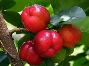 Мальпигия плодовое дерево, неприхотливое, вкусное