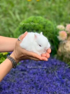 Гермелины Царский Кролик