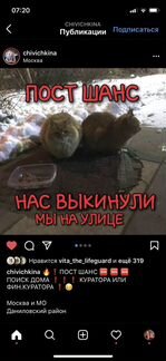 Выкинули рыжих котов