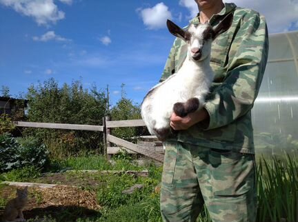 Альпийские козы, козлята, молоко - фотография № 5