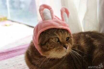 Прикольная шапка для собачки или большого кота