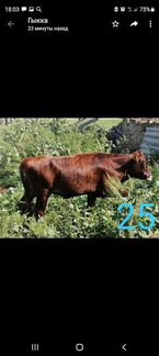Коровы и телята: 8мес,6мес,4 мес - фотография № 6