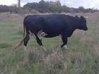 Корова высокоудойная
