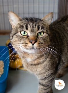 Микель самый нежный и ласковый котик на свете