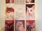Карманные календарики с кошками