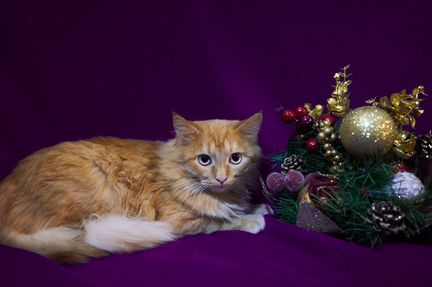 Кэкс ищет дом