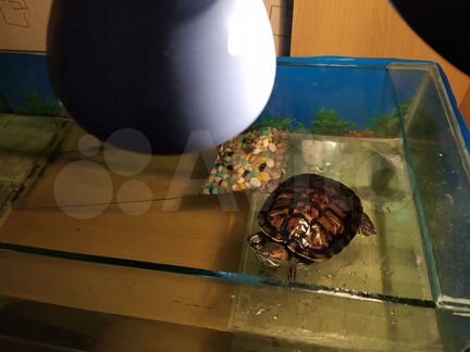 Красноухая черепаха Федор с аквариумом