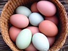 Продам инкубационное яйцо кур разных пород
