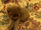Котята сибирской породы объявление продам