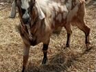 Англо нубийский козел,курдючные эдильбаевские овцы объявление продам