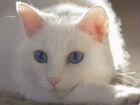 Продажа кошек и котят русская белая
