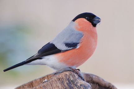 Кормушка для птиц сборная 