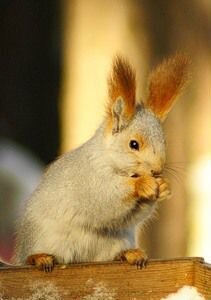 Продается Алтайская белка