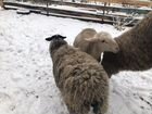 Баран лакон и овцы объявление продам