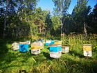 Пчелы в ульях дадан