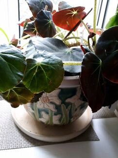 Цветы в горшках