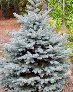 Живые голубые ель премиум