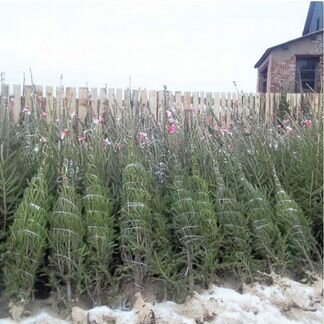 Ель Елка Сосна Живая Новогодняя Оптом