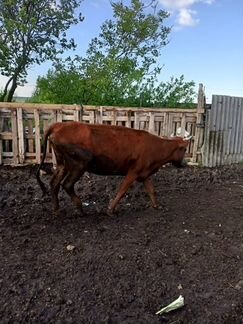 Корова красно-степной породы - фотография № 2