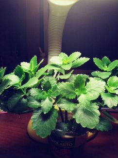 Кактус, каланхое отростки