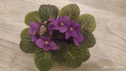 Фиалка малиновая